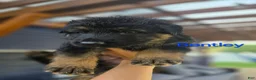 German Shepherd dogs for sale: Coco - Ad 7