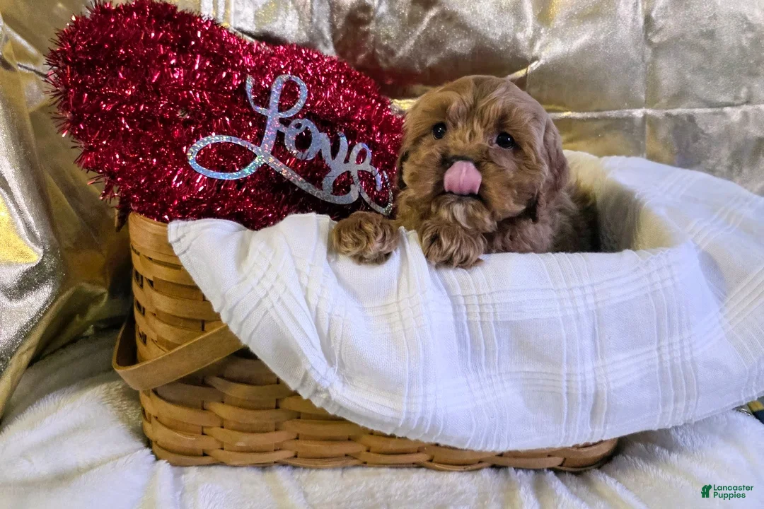 Cockapoo dogs for sale: Fido - Ad 3