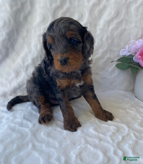 Cavapoo dogs Noah- blue merle - Ad 1