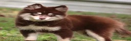 Pomsky dogs for sale: Louise - Ad 3