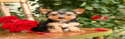 Yorkshire Terrier dogs for sale: Willow - Ad 5