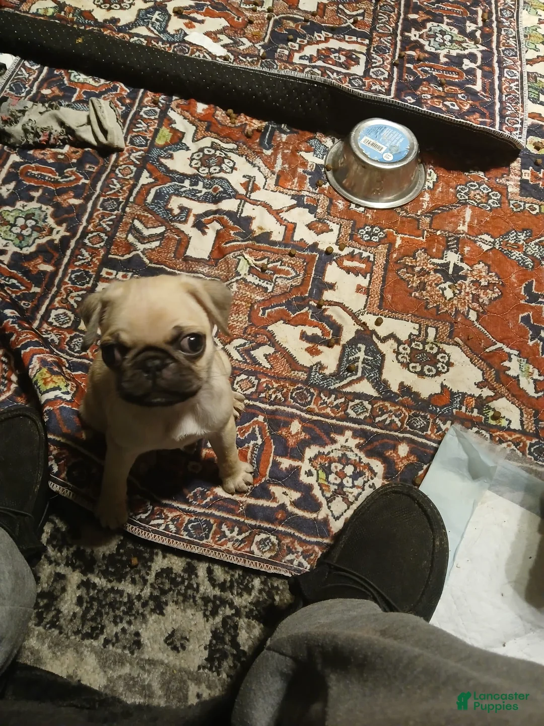 Gallery Image {{count}}