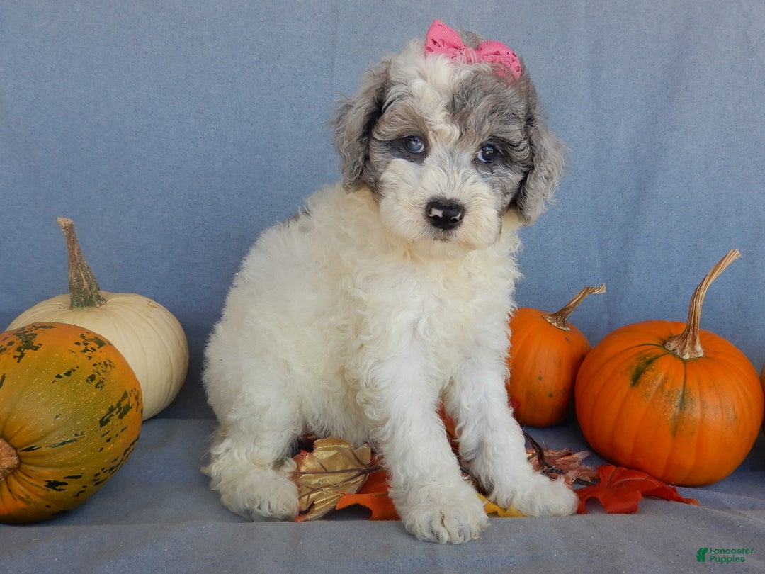 Sheepadoodle dogs for sale: Panda (medium) - Ad 68