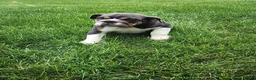 English Bulldog dogs for sale: Ada - Ad 10