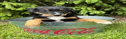 Bernedoodle dogs for sale: Bella - Ad 3