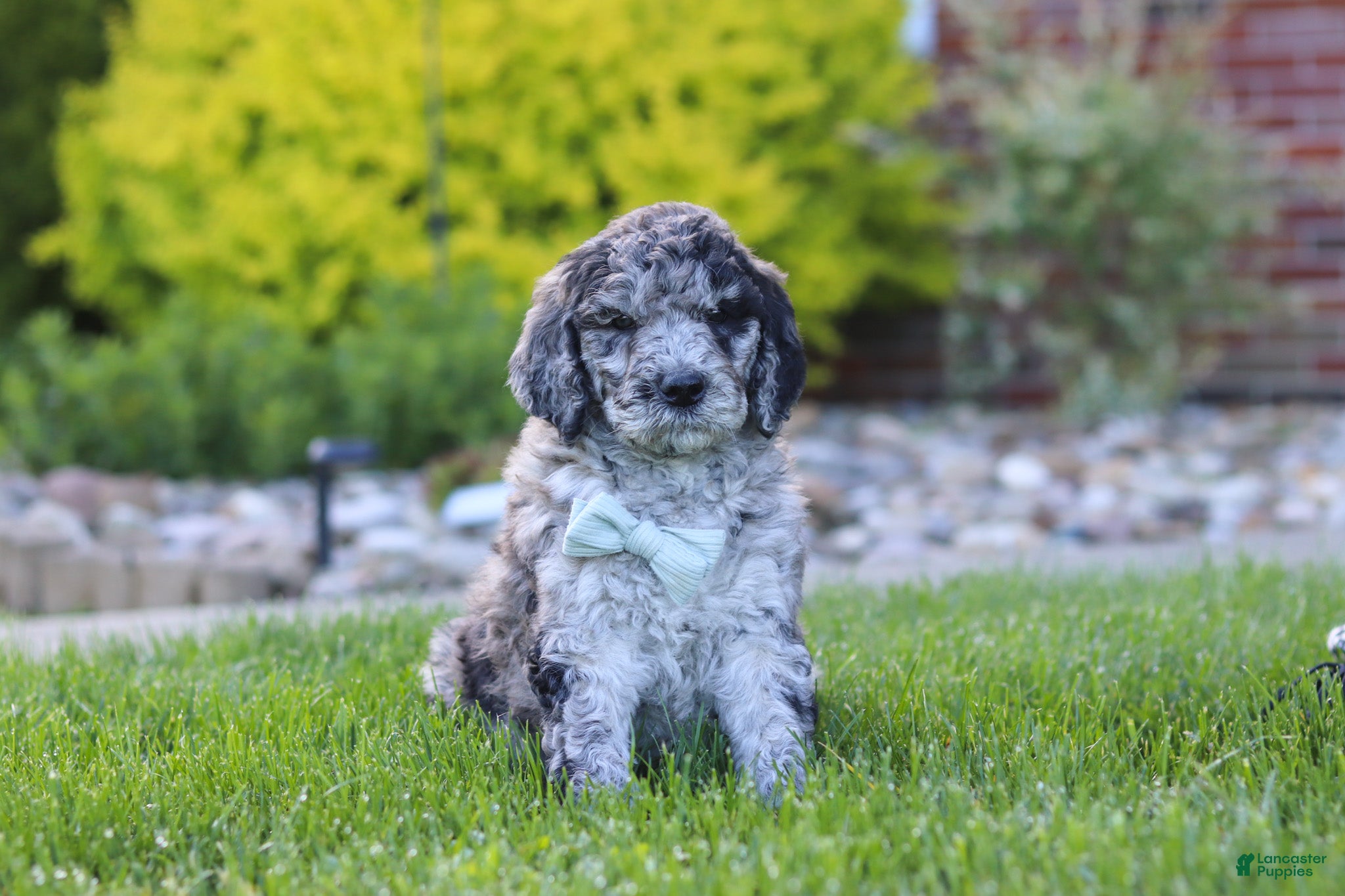 Newfypoo dogs Ranger - Ad 1