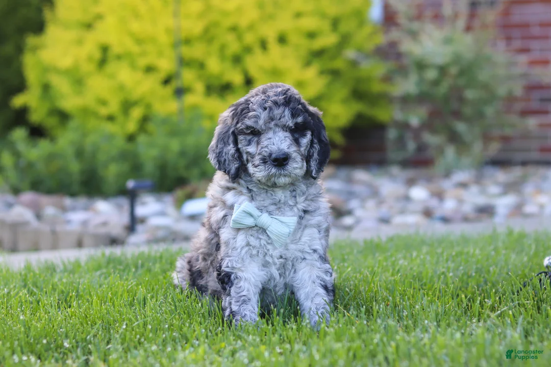 Newfypoo dogs for sale: Ranger - Ad 1