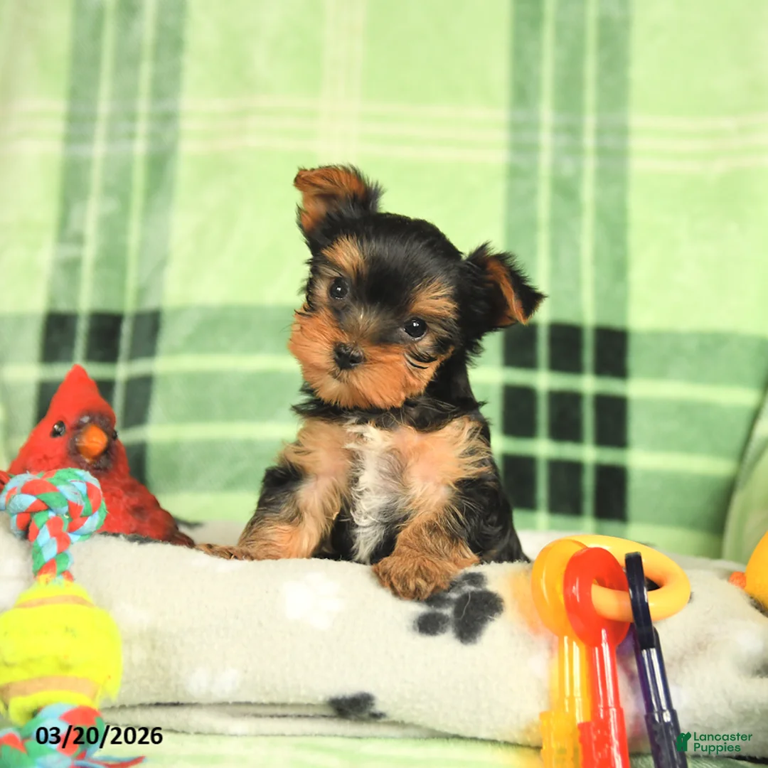 Yorkshire Terrier dogs for sale: Max - Ad 2