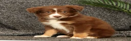 Miniature Australian Shepherd dogs for sale: Manny - Ad 5