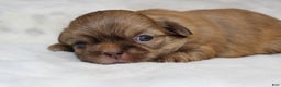 Shih Tzu dogs for sale: Mia - Ad 2