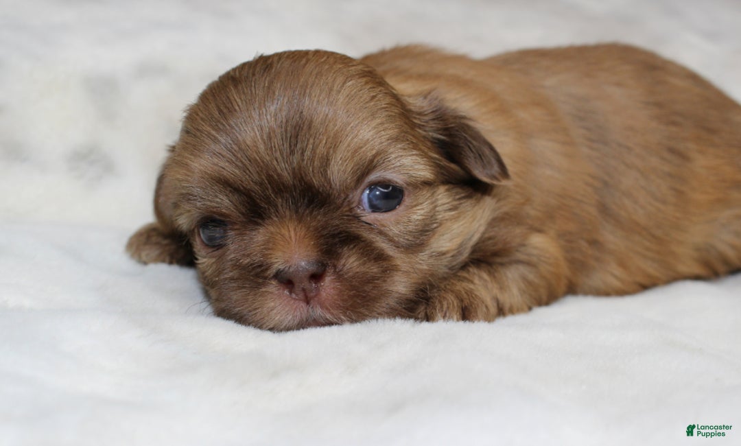 Shih Tzu dogs for sale: Mia - Ad 2