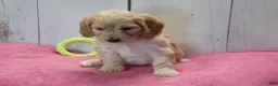 Cockapoo dogs for sale: Beverly - Ad 7