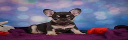 French Bulldog dogs for sale: Debbie - Ad 11