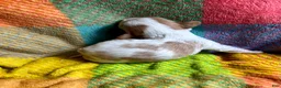Cavapoo dogs for sale: Lucy - Ad 5
