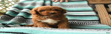 Marvin
