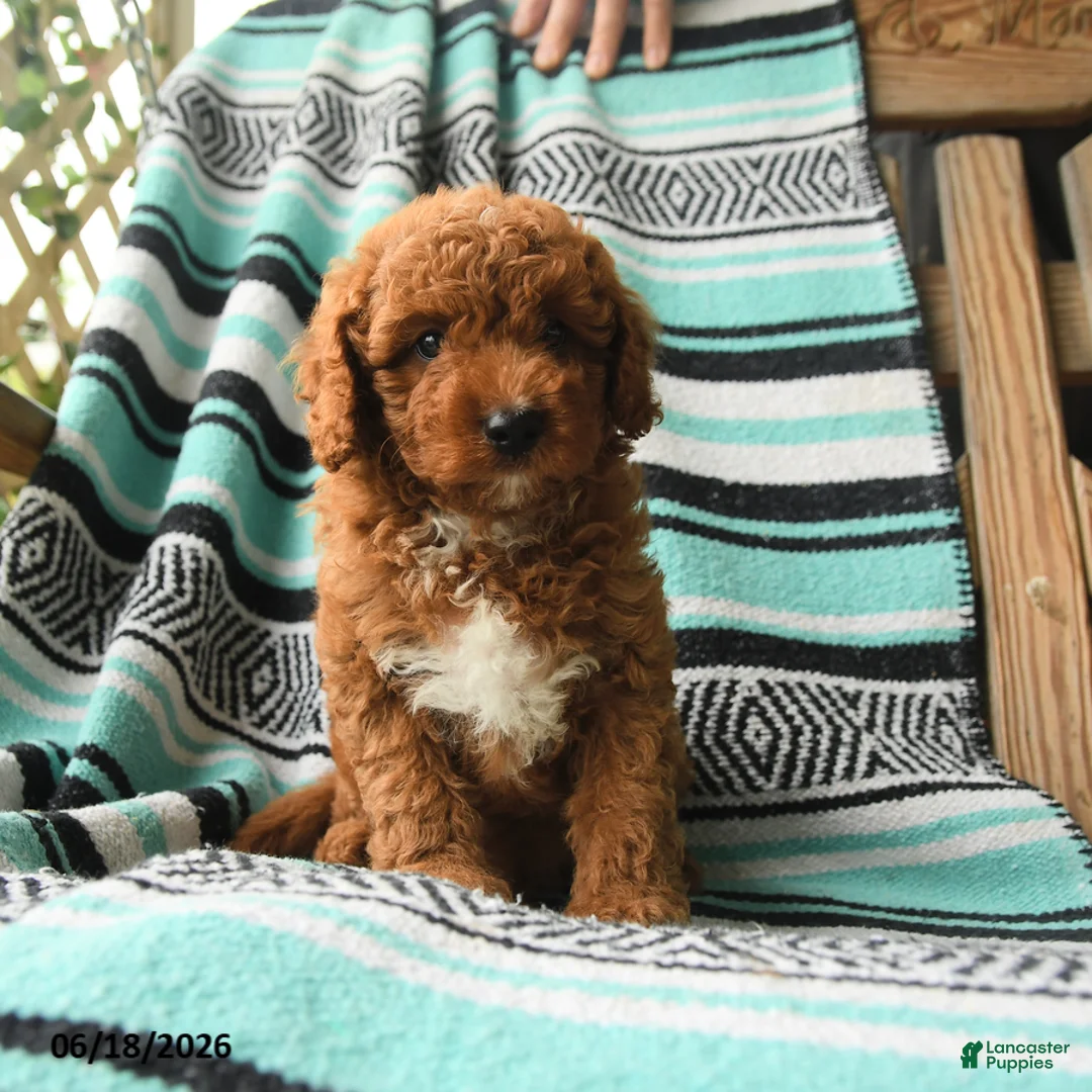 Cavapoo dogs for sale: Marvin - Ad 1