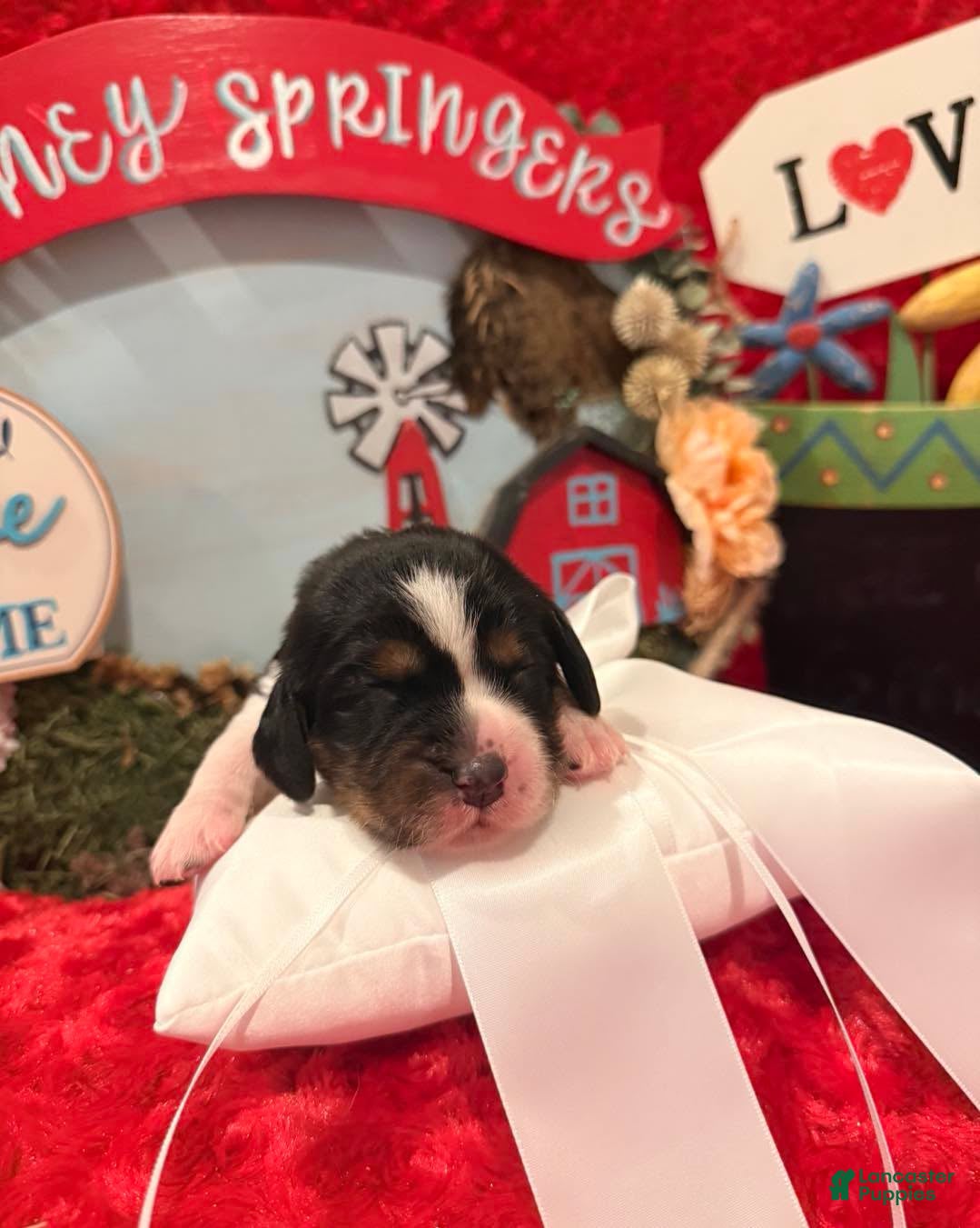 English Springer Spaniel dogs for sale: Neon collar - Ad 2