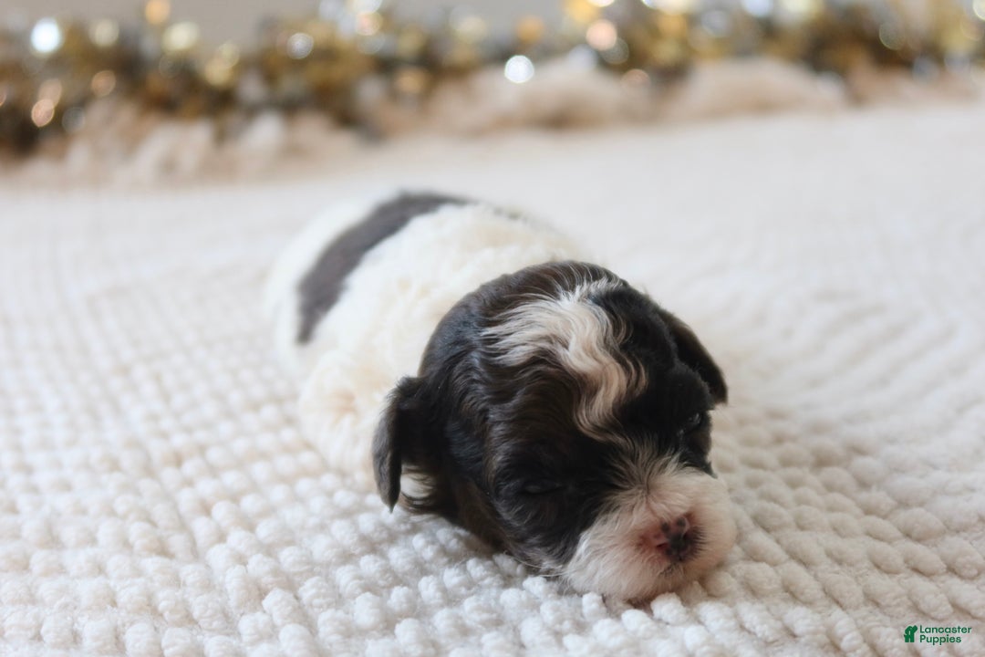 Toy Poodle dogs for sale: Merry - Ad 6