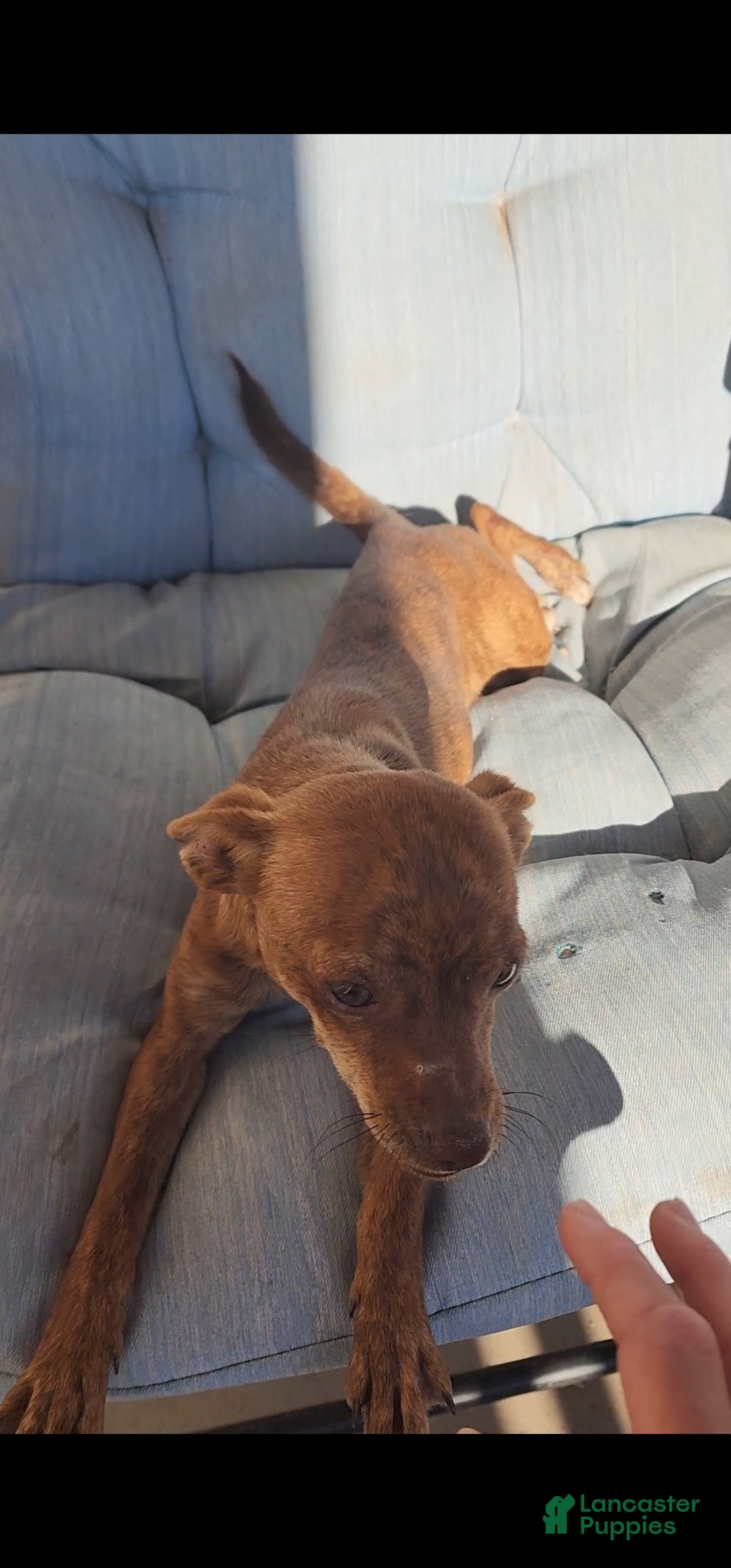 Chihuahua dogs for sale: Choco - Ad 2