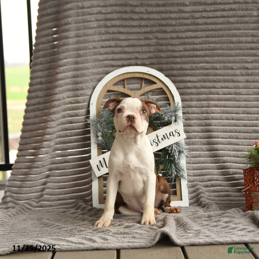 Boston Terrier dogs Koala - Ad 13