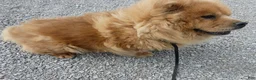 Chow Chow dogs for sale: Chow Chow 1 Lulu - Ad 6