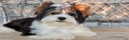 Biewer Terrier dogs for sale: Whisper - Ad 19