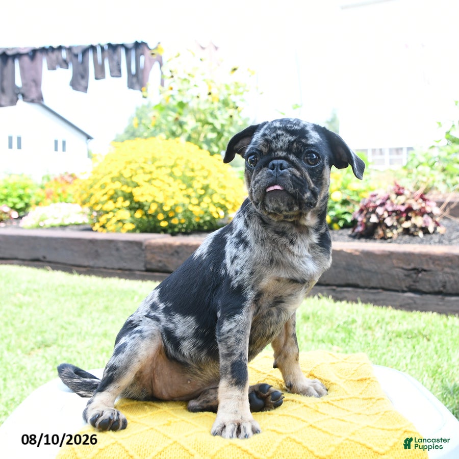 Pug dogs Belle - Ad 1