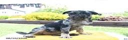 Pug dogs for sale: Belle - Ad 1