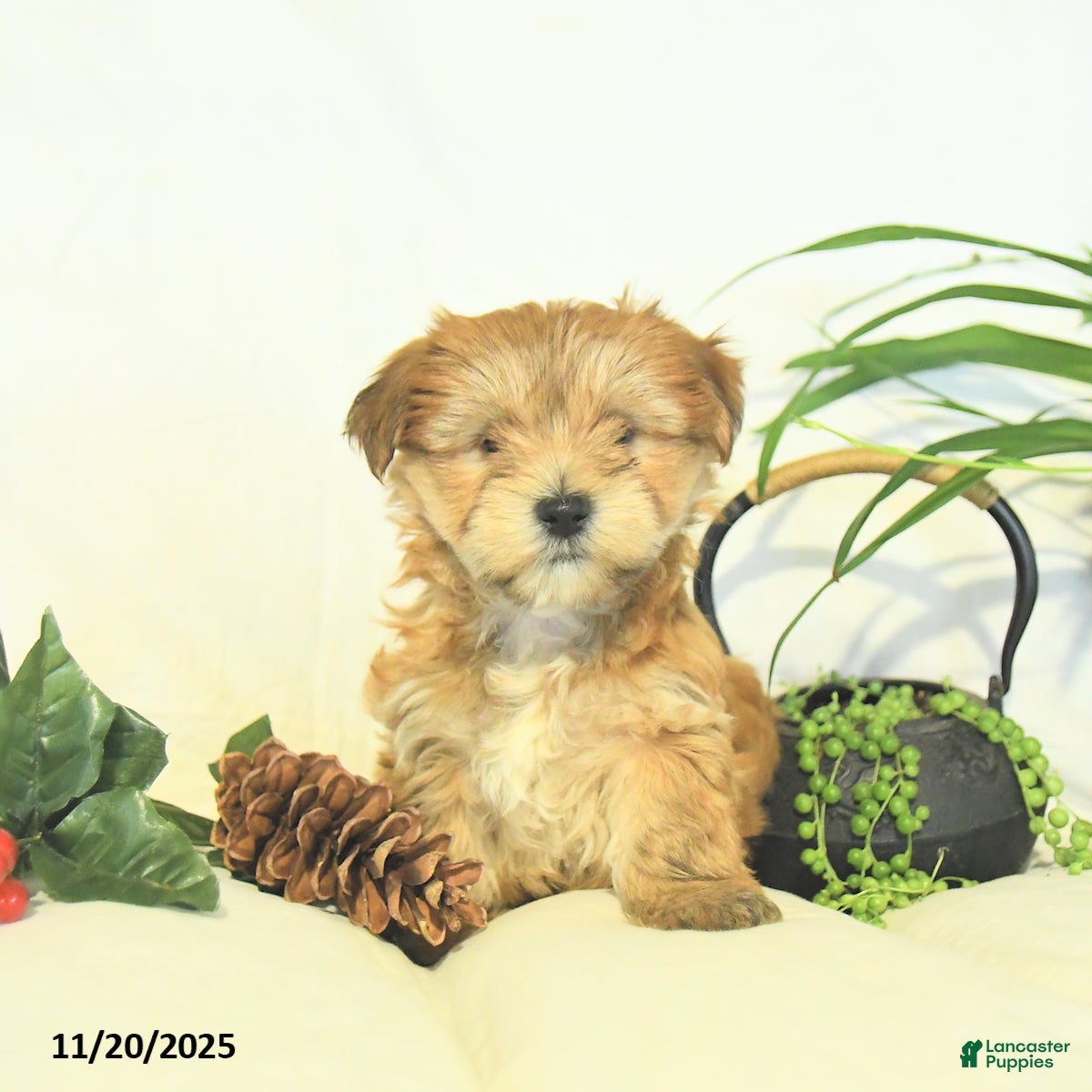 Yochon dogs Pearl  - Ad 19