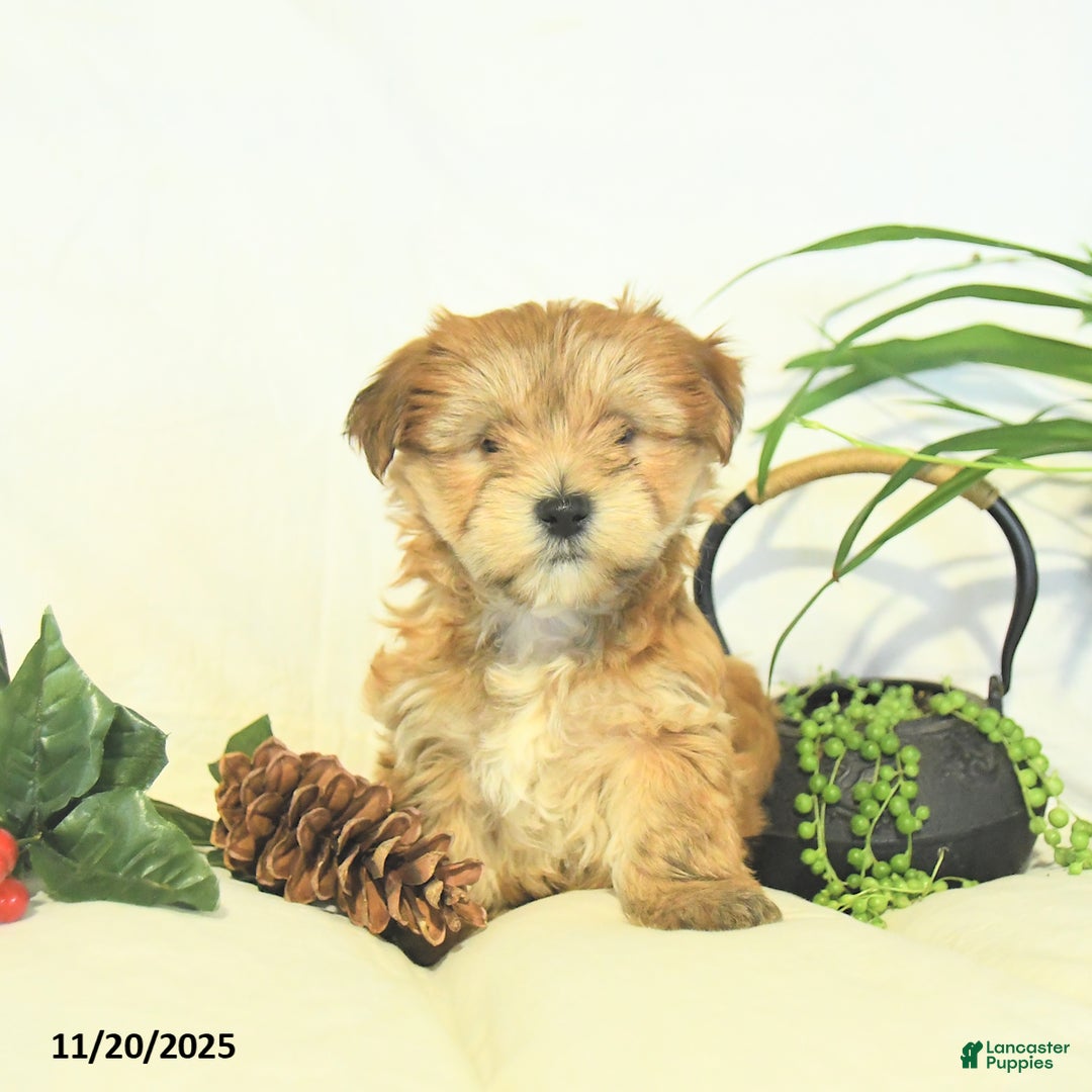 Yochon dogs for sale: Pearl  - Ad 1