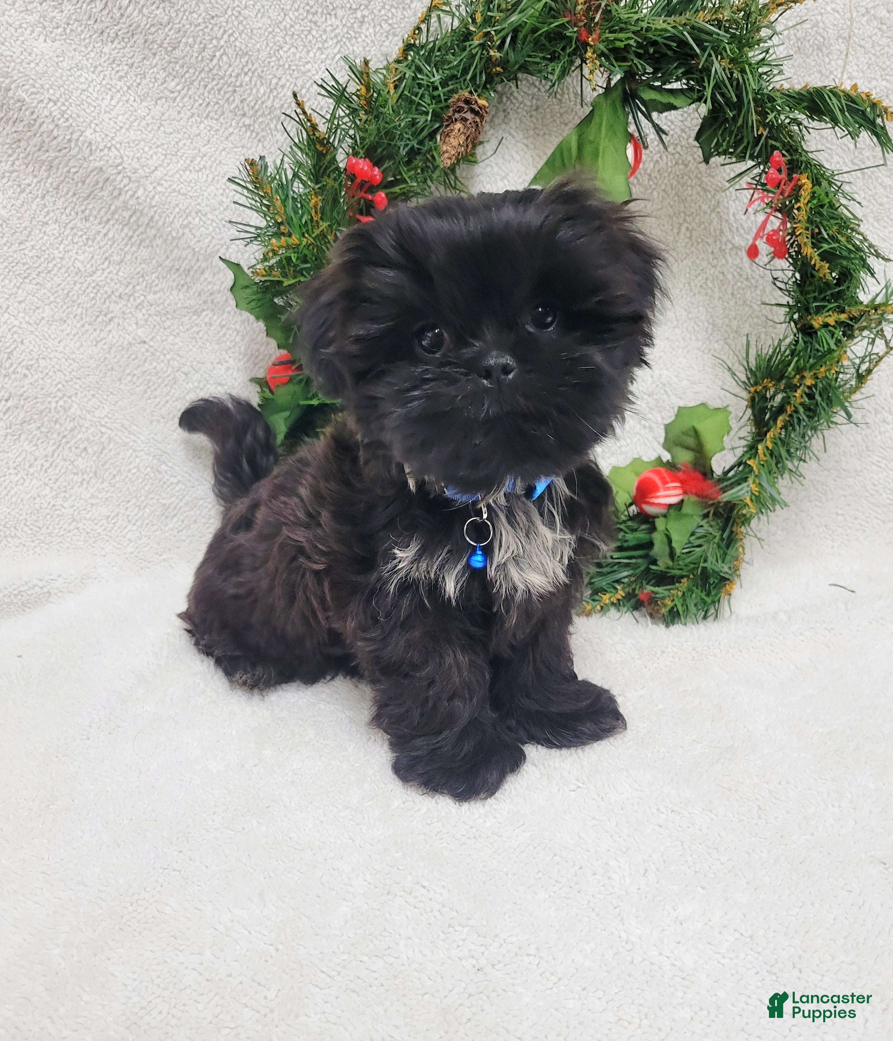 Shih Tzu dogs Trent - Ad 24