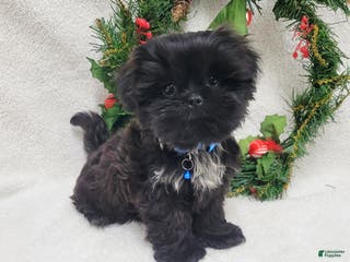 Shih Tzu dogs Trent - Ad 24