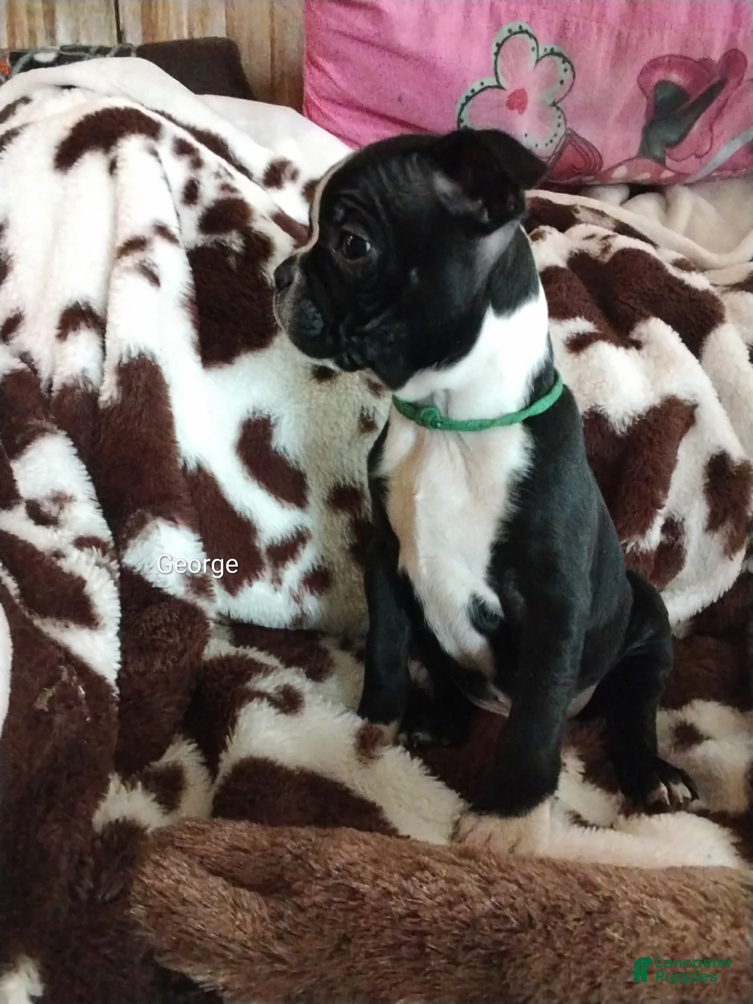 Boston Terrier dogs for sale: Boston Terrier Puppy 1 - Ad 2
