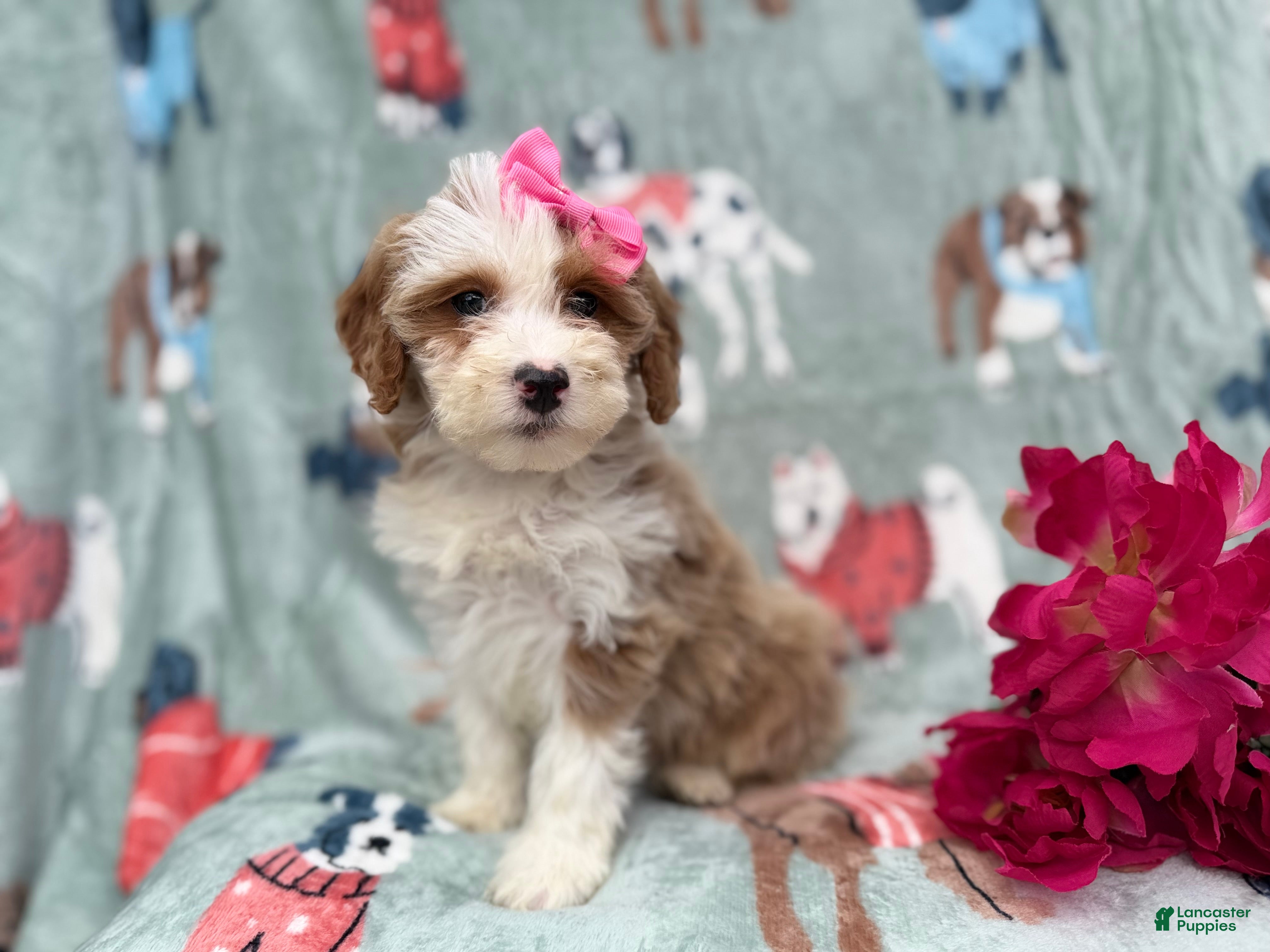 Cockapoo dogs Annie - Ad 7