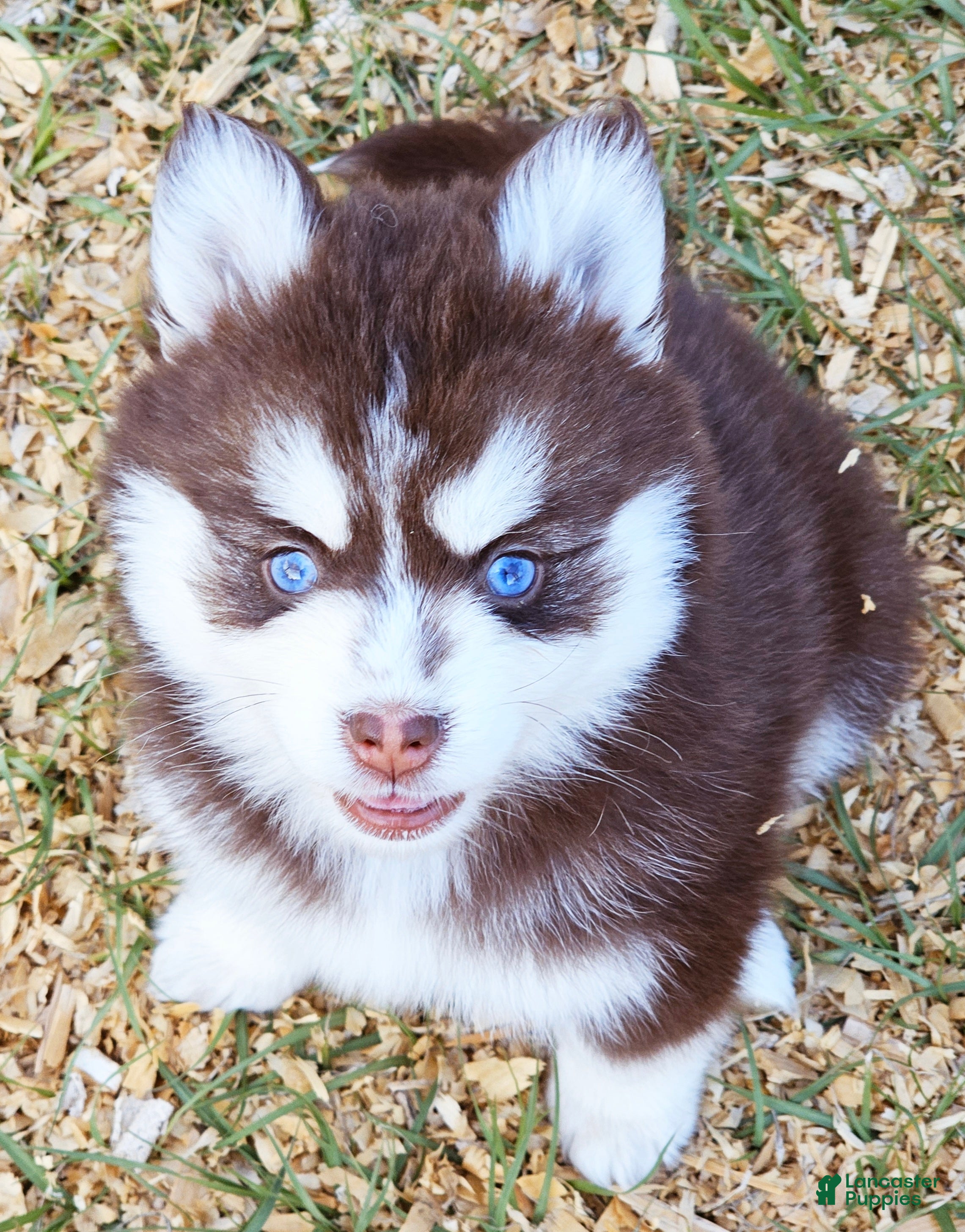 Pomsky dogs Scarlett  - Ad 9
