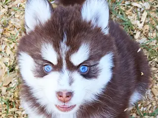 Pomsky dogs Scarlett - Ad 9