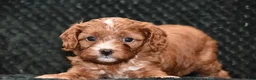 Cavapoo dogs for sale: Jayson - Ad 9
