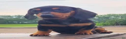 Miniature Dachshund dogs for sale: IGOR - Ad 4