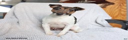 Mixed Breed dogs for sale: Scout - Ad 4