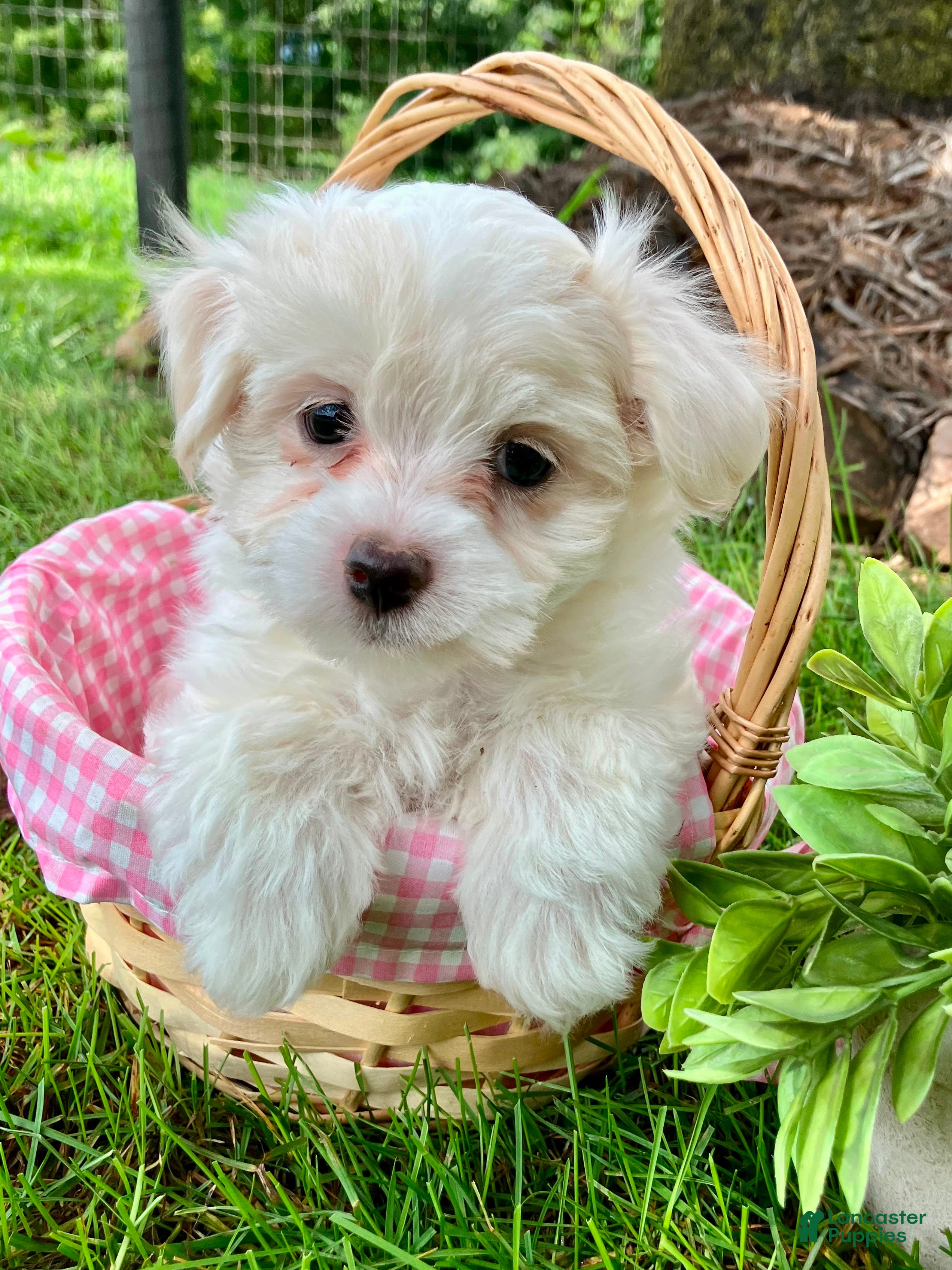 Maltese dogs Molly - Ad 1