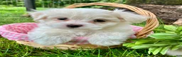 Maltese dogs for sale: Molly - Ad 1