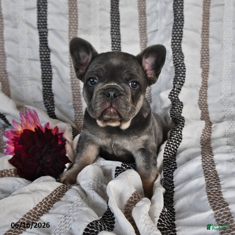 French Bulldog dogs Ollie  - Ad 2