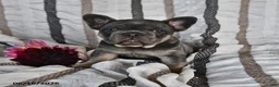 French Bulldog dogs for sale: Ollie  - Ad 2