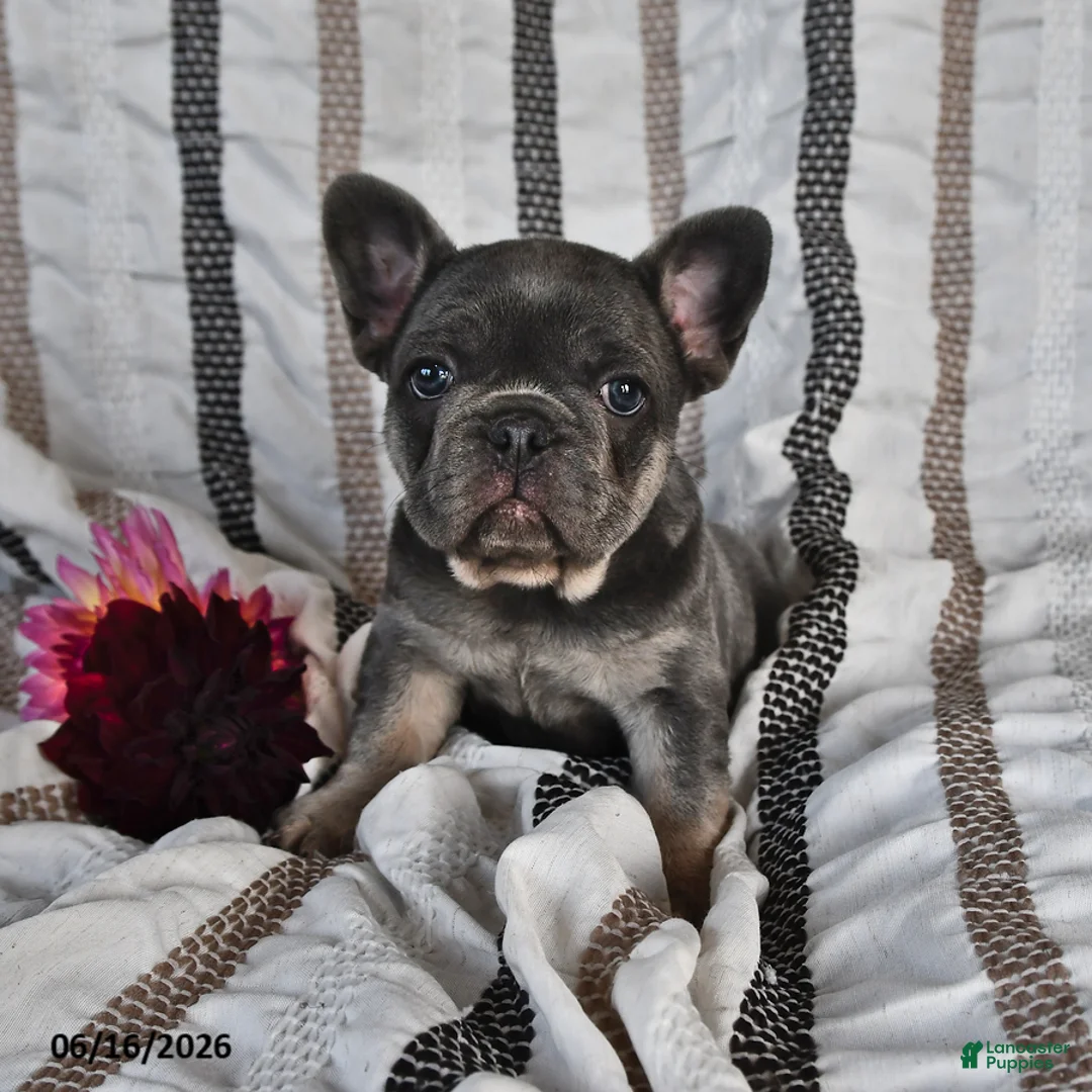 French Bulldog dogs for sale: Ollie  - Ad 2