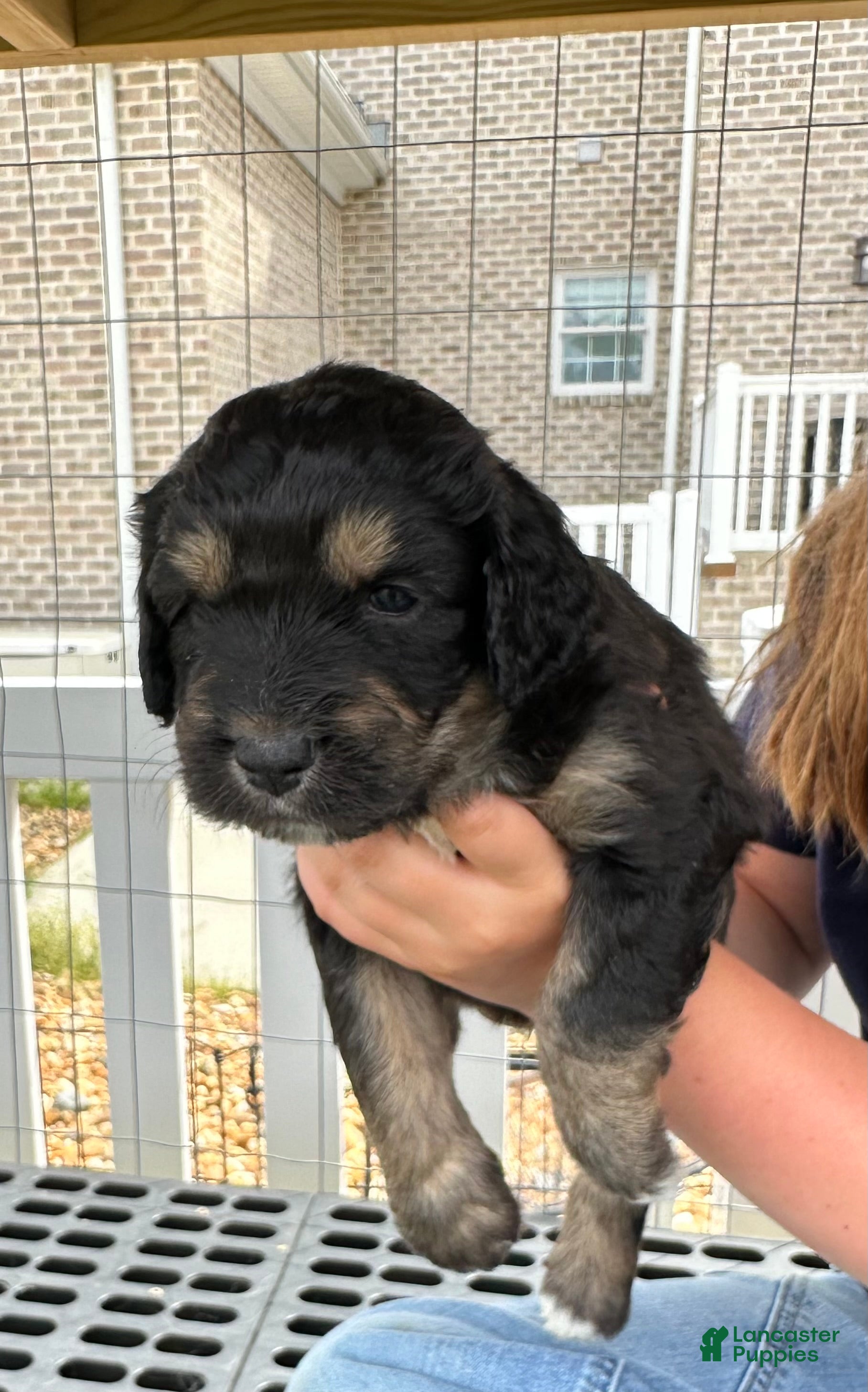 Aussiedoodle dogs Aussiedoodle Puppy 6 - Ad 4