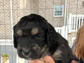 Aussiedoodle dogs Aussiedoodle Puppy 6 - Ad 4