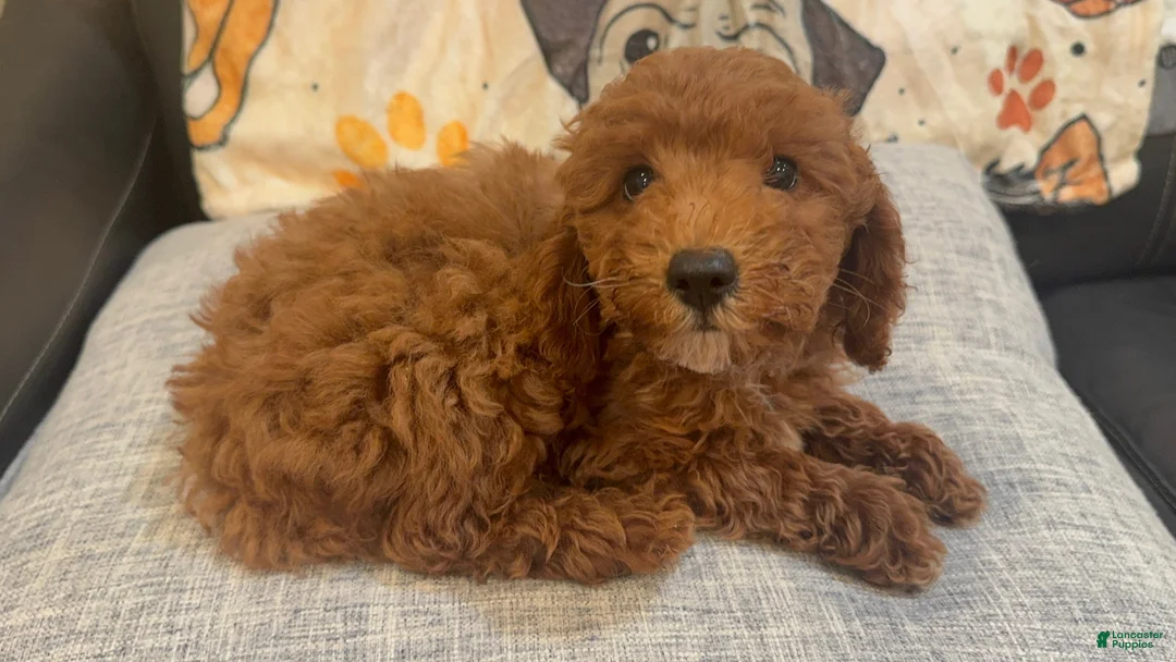 Goldendoodle dogs for sale: Gold - Ad 2