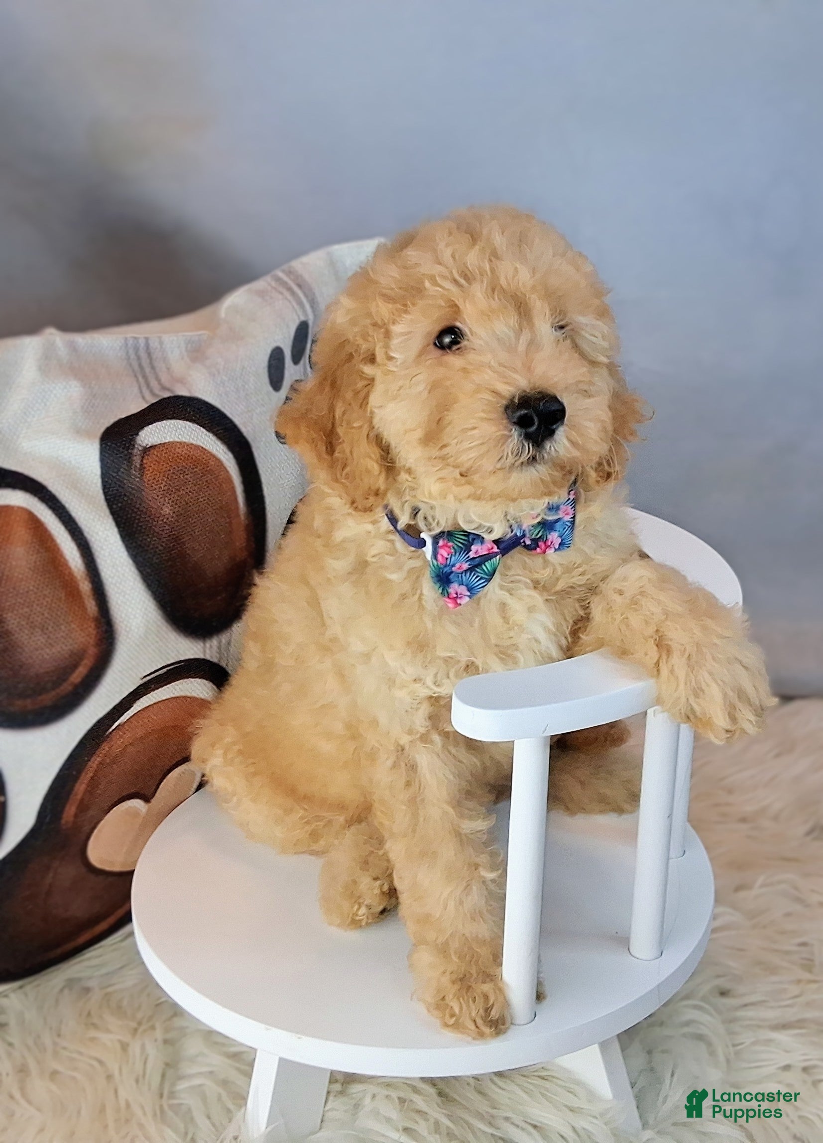 Mixed Breed dogs Maynard💙Petite Golden Sheltidoodle  - Ad 1