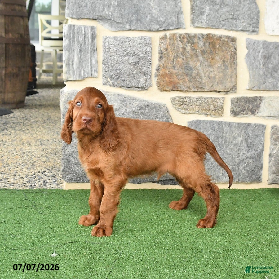 Irish Setter dogs Celebrity - Ad 1