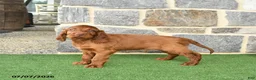 Irish Setter dogs for sale: Celebrity - Ad 1